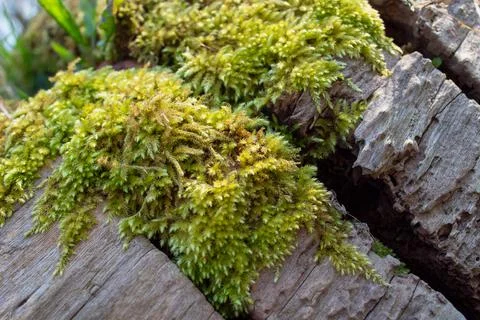 Moss growing on a tree Foto stock