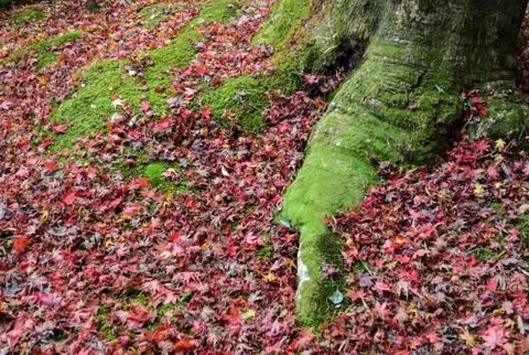 Moss growing on tree root and fall color leaves on ground Stock Photos