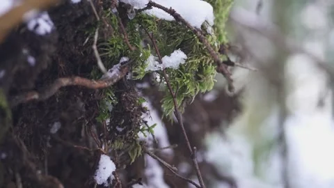 Moss Growing on Tree roots Stock Footage 323014561