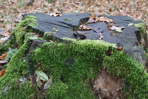 Moss growing on tree stump in forest during autumn Stock Photos