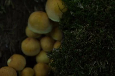 Moss growing on a tree stump Stock Photos