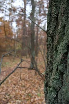 Moss growing on a tree trunk in the autumn forest Fotos de archivo