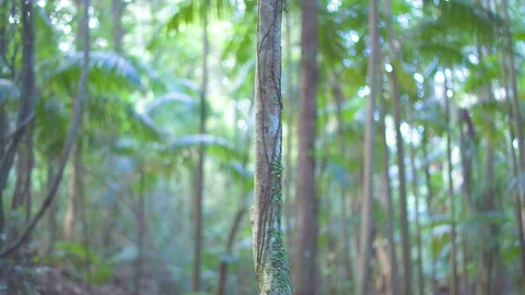 Moss growing on tree trunk in forest Stock Footage 76139173
