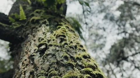 Moss growing on tree trunk in lush forest Stock Footage 303358442