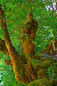 Moss growing on tree trunk in lush green forest Stock Photos