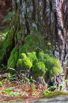 Moss Growing on Tree Trunk Фото