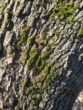 Moss Growing on a Tree Trunk in Sunlight Stockfoto's