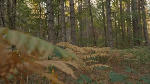 Moss Growing On Trees In Forest Video stock 122099670