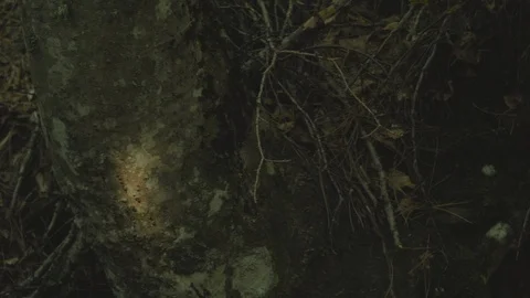 Moss Growing On Trees In Forest Video stock 122133474