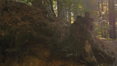 Moss Growing On Trees In Forest Video stock 122150638