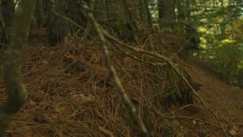 Moss Growing On Trees In Forest Video stock 122196641