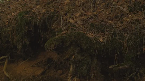 Moss Growing On Trees In Forest Video stock 122199729