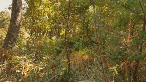 Moss Growing On Trees In Forest Video stock 122224092