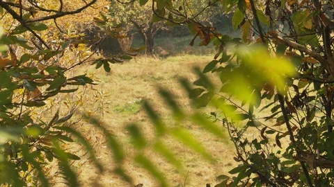 Moss Growing On Trees In Forest Stock Footage 122224575