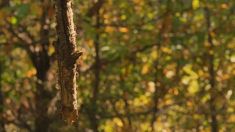 Moss Growing On Trees In Forest Stock Footage 122235704