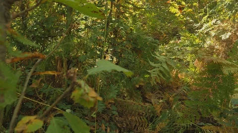 Moss Growing On Trees In Forest Stock Footage 122236481