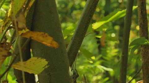Moss Growing On Trees In Forest Stock Footage 122237335