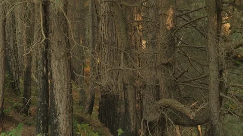 Moss Growing On Trees In Forest Stock Footage 122240650