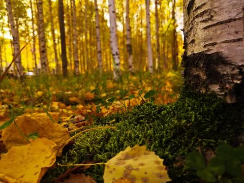 Moss growing under the birch Stock Photos
