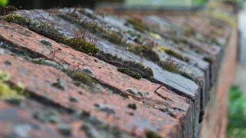 Moss Growing On Wall Brickwork Stock Photos