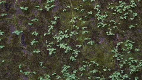 Moss Growing on Wall With Small Plants. Beauty in nature 動画素材 151378163