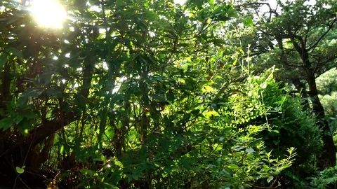 Moss grown basalt: Vidéo 80150222