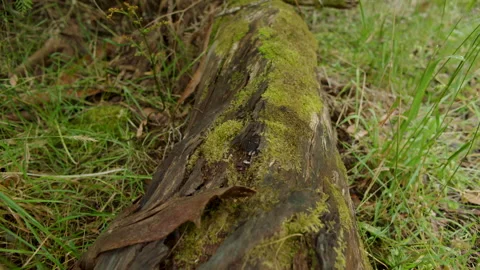 Moss grown on dead tree trunk ground , Hans Heysen Cedars, South Australia Stock Footage 236334465