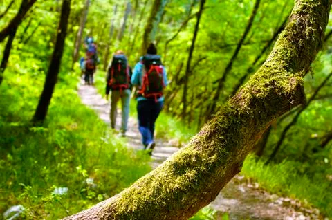 Moss-grown tree trunk Stock Photos