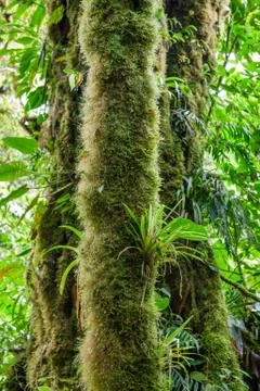 Moss grown tree trunk in rainforest Stock Photos