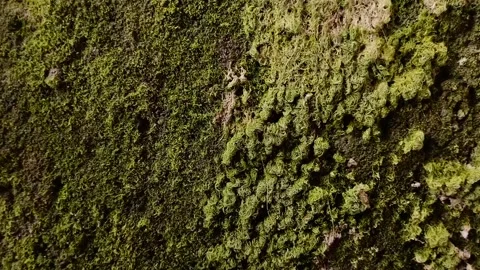 Moss grows abundantly on the walls. This is caused by high wall humidity Video stock 293124402