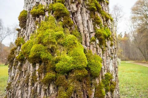 Moss grows on the bark of an old tree trunk Foto stock