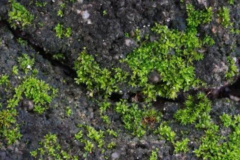 Moss that grows between cracks in bricks Stock Photos