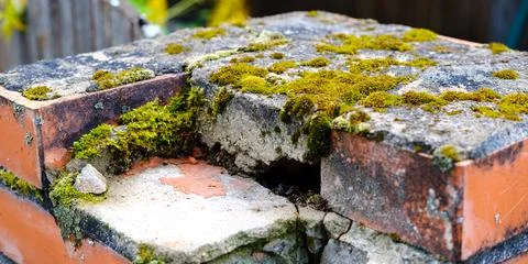 Moss grows on bricks and concrete. Stock Photos