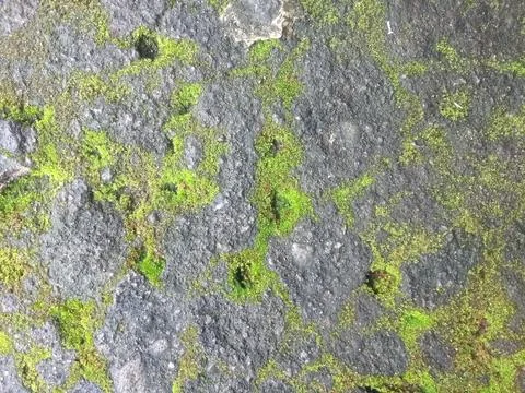 Moss grows on the cement floor in the yard Stock Photos