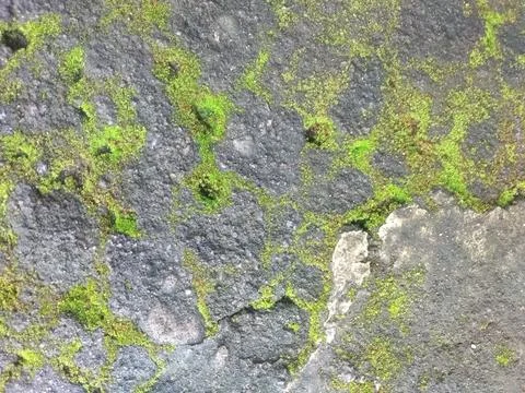 Moss grows on the cement floor in the yard Stock Photos