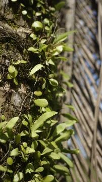Moss grows on coconut trunks Foto stock