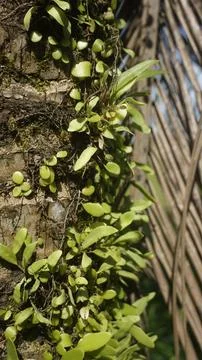 Moss grows on coconut trunks Stock Photos