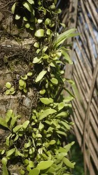 Moss grows on coconut trunks Stock Photos