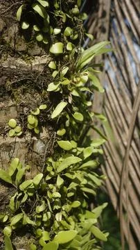 Moss grows on coconut trunks Stock Photos