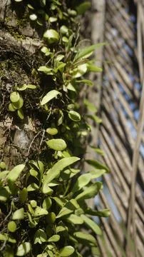 Moss grows on coconut trunks Stock Photos
