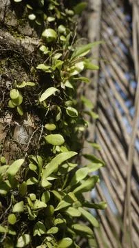 Moss grows on coconut trunks Stock Photos