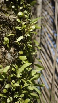 Moss grows on coconut trunks Stock Photos