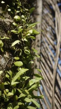 Moss grows on coconut trunks Stock Photos