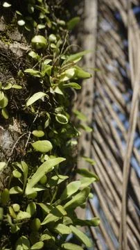 Moss grows on coconut trunks Stock Photos