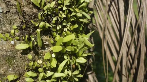 Moss grows on coconut trunks Stock Photos