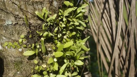 Moss grows on coconut trunks Stock Photos