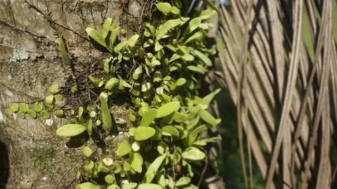 Moss grows on coconut trunks Stock Photos