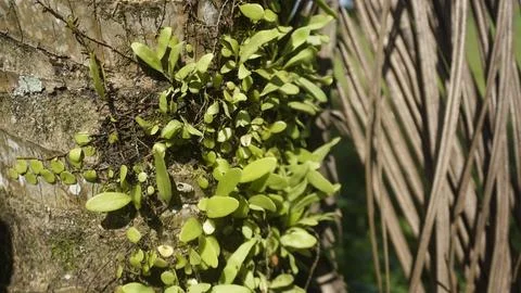 Moss grows on coconut trunks Stock Photos