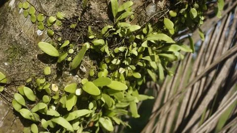 Moss grows on coconut trunks Stock Photos