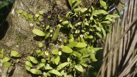 Moss grows on coconut trunks Stock Photos